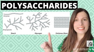 Alevel Biology POLYSACCHARIDES Biological MoleculesLearn these carbohydrates structure  function [upl. by Atnauqal]