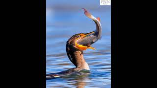 Cormorants Epic Fish Battle Natures Wild Struggle to Swallow Prey [upl. by Aalst]