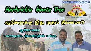 Anjan Tree Hardwicka Binata LEAF Feeds a Goat amp Sheep  ஆச்சமரம் ஒரு பாரம்பரிய கால்நடை தீவனமா [upl. by Morley]