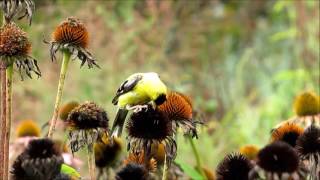 Goldfinches on Echinacea [upl. by Arthur]