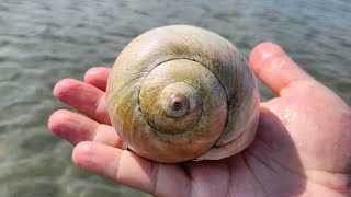 September Shelling in Stone Harbor NJ [upl. by Jermaine]