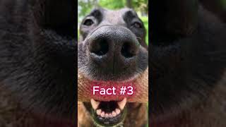 Three Belgian Malinois Facts [upl. by Ingeberg]