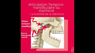 Anatomie et Physiologie de larticulation de la machoire [upl. by Gensmer]