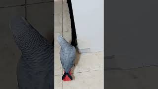 parrot africangrey greyparrots naughty [upl. by Orian343]