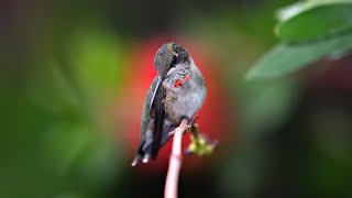 Rubythroated Hummingbirds visit the Hummingbird Garden [upl. by Froma]