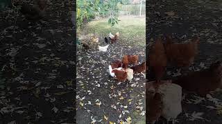 🐔 Treat Stampede Chickens Rushing for Snacks in Fall Leaves 🍁 [upl. by Akemat]