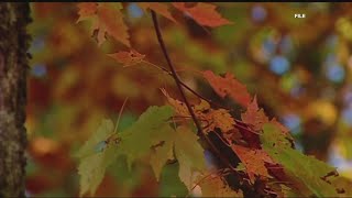 Heres when the leaves will change in north Georgia [upl. by Nelleh]