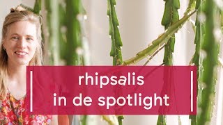 Plant Spotlight Rhipsalis [upl. by Alyakam818]