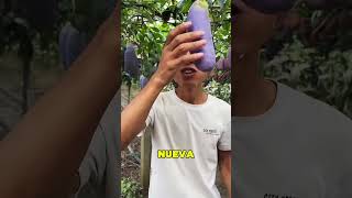 La Nueva Fruta China Se Parece A La Berenjena 😱🍆 [upl. by Sinnelg]