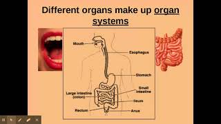 216 Cell division i i The organisation of cells into tissues organs and organ systems [upl. by Neggem]