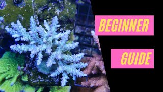 Introduction to SPS  Acropora Montipora Pocilloporidae [upl. by Kei]