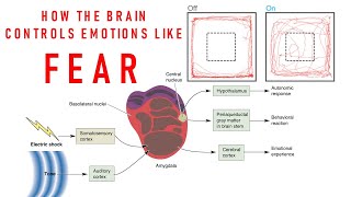 Introduction to Neuroscience 2 Lecture 22Emotion and the Amygdala [upl. by Annatnom]