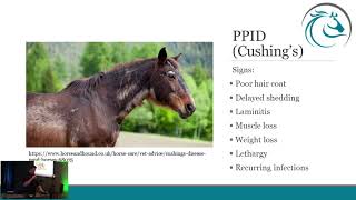 Understanding Laminitis [upl. by Bryner]