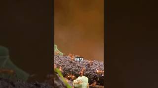 Ant Adventures 🐜 nature ants facts [upl. by Marja556]