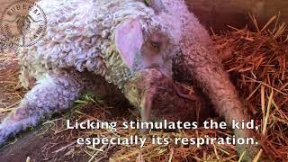 Watch the Birth of a Baby Angora Goat [upl. by Gordie]