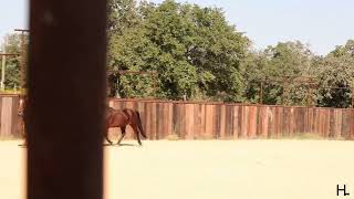 Oliver  Ponying Horse [upl. by Louls]