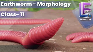 Morphology of an Earthworm  Structural Organization of Animals  CBSE Class 11 Biology by Elearnin [upl. by Saffier650]