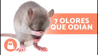 7 OLORES que ODIAN los RATONES y las RATAS 🐀❌ ¡No los soportan [upl. by Neerihs993]