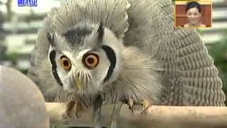 Meet the incredible Japanese transforming owl [upl. by Feigin]