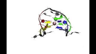 GquadruplexGtriplex transition [upl. by Nakasuji]