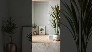 🪴 Tips on Dracena Marginata plant DracaenaMarginata DragonTree IndoorPlants [upl. by Atikim539]