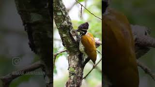 Female Malabar flameback woodpecker wildlifereels wildlifeshorts birds birdbehavior [upl. by Atena]