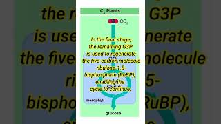 C3 photosynthesis biology infoofscience [upl. by Ttirrem758]