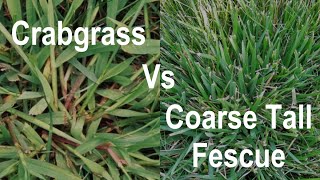 How to Use Roundup® for Lawns Crabgrass Destroyer with Comfort Wand [upl. by Chappell]