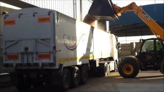 JCB loading Wheat out of grain store [upl. by Annaiel]