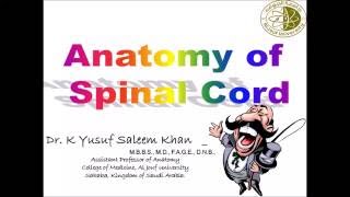 Anatomy of the SPINAL CORD  Dr Yusuf [upl. by Catha]