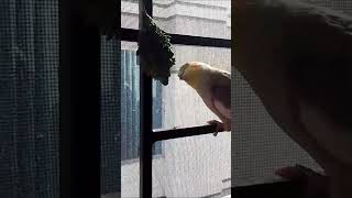 Cockatiel Eating Vegetables cockatiels birds cute parrot funny funnybirbs eating vegetables [upl. by Ecinehs]