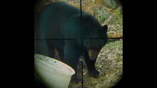 Bear Short from NonTypical Nation  Wild TV Plus [upl. by Ruth311]