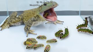 Bullfrogs challenge Limacodidae and large venomous insects its amazing美洲牛蛙挑战毛辣子和洋辣子，就这么没了 [upl. by Oicnerolf]