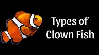 Top 10 Types of Clown Fish A Complete Guide for Aquarium Enthusiasts [upl. by Lucila]