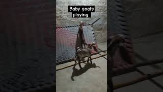 Baby goats playing makhicheenigoats babygoats [upl. by Jami551]