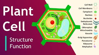 IGCSE Biology  Leaf structure 62 [upl. by Greenberg]