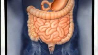 Introduction to Gastroenterology [upl. by Hahnert600]