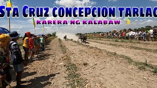 full video Sta Cruz concepcion tarlac karera ng kalabaw [upl. by Nel]