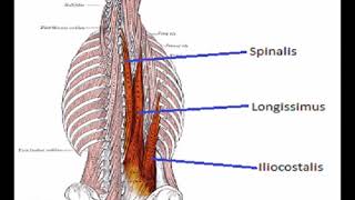 Two Minutes of Anatomy Erector Spinae AKA Paraspinals [upl. by Bish]