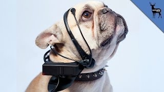 Dog Translator of The Future [upl. by Hadden]