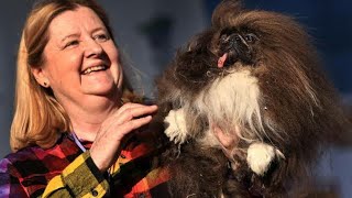 Meet Wild Thang The Pekingese Who Snagged the Worlds Ugliest Dog Crown After Years of Heartbreak [upl. by Leeann]