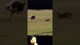 story of an ostrich How much does an ostrich have to fight survive animals trending wildlife [upl. by Ecadnac]