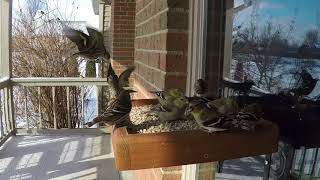 Pine Siskins on Window Feeder [upl. by Notserp]