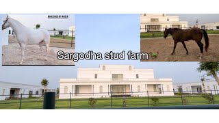 Sargodha Stud Farm 🐎  beautiful 😍 horse farm  Mandi dabwali Haryana [upl. by Bergman]