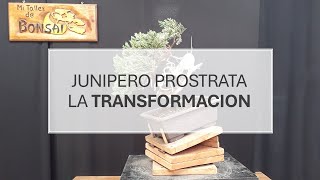 Junipero prostrata la TRANSFORMACION [upl. by Nealy17]