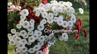 Chrysanthemums 404 [upl. by Zednanreh]