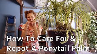 How To Care For amp Repot A Ponytail Palm [upl. by Satsoc519]