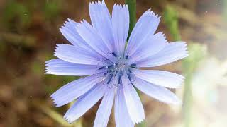 How to Grow Chicory [upl. by Ariella]