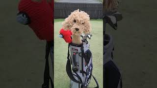 Poodle Golf Diver Headcover Crochet Pattern [upl. by Sidon567]