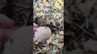 ВКУСНЫЙ ГРИБ ДЕЛИКАТЕС Amanita rubescens эленку [upl. by Fennie]